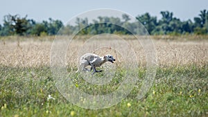 Whippet dog running. Coursing training. The whippet dog pursues the bait