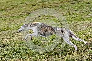 Whippet dog running fast and chasing lure across green field at dog racing competion