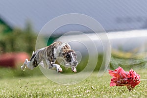 Whippet running in the field on lure coursing competition