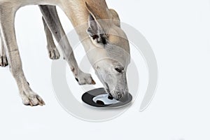 Whippet dog secretly eats delicious food from a plate