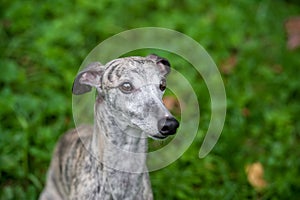 Whippet Dog Sitting on the Grass. Portrait.