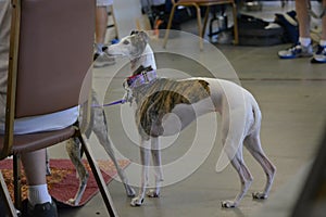 Whippet dog standing at attention
