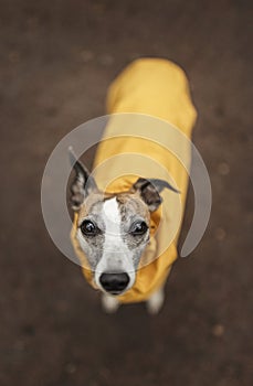 Whippet dog standing on patch of brown soil, looking at camera with beautiful brown eyes and wearing bright yellow raincoat.