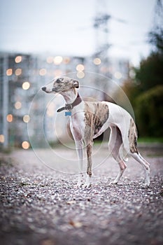 Whippet dog stands in the evening in a city park