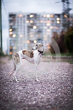 Whippet dog stands in the evening in a city park