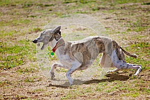 Whippet dog with stick