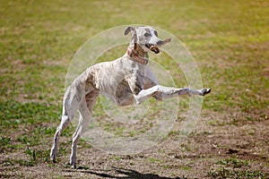 Whippet dog with stick