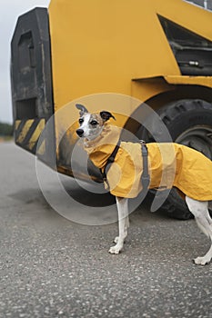 Whippet Dog wearing beautiful yellow raincoat against background of yellow modern construction machine.