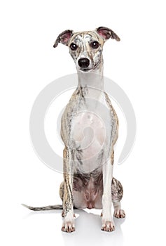 Whippet dog on white background