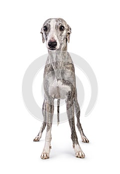 Whippet dog on white background