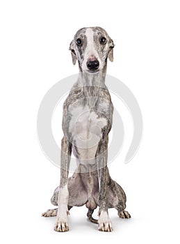 Whippet dog on white background