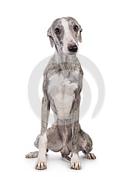 Whippet dog on white background