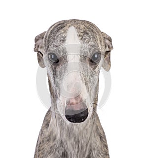 Whippet dog on white background