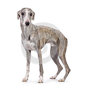 Whippet dog on white background