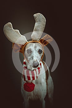 Whippet dressed up for Christmas. Studio shot