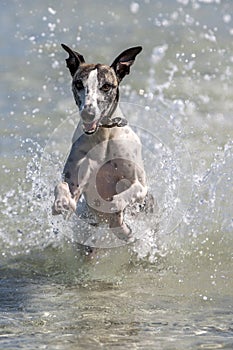 A whippet enjoys playing in the ocean at Corny Point in South Australia in Australia.