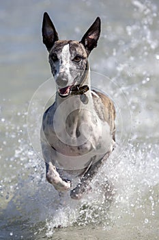 A whippet enjoys playing in the ocean at Corny Point in South Australia in Australia.