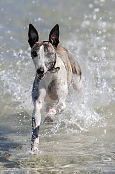 A whippet enjoys playing in the ocean at Corny Point in South Australia in Australia. photo
