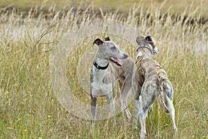 Whippet friends
