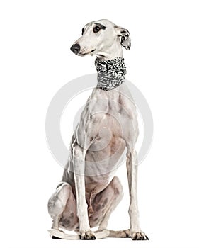 Whippet , Galgo espanol, dog, looking away, isolated on white (6 photo