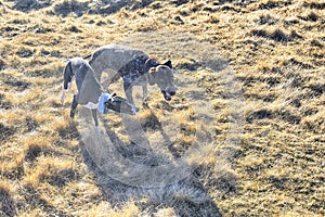 Whippet and German Pointer playing in autumn