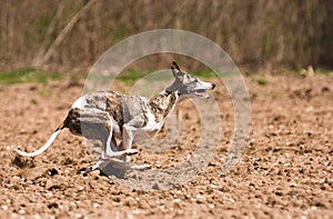 Whippet hunting