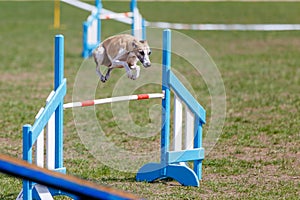 Whippet in jump over the obstacle in dog agility test