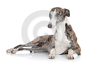 Whippet lying in front of white background