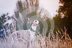 Whippet in meadow