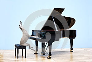 Whippet plays the grand piano