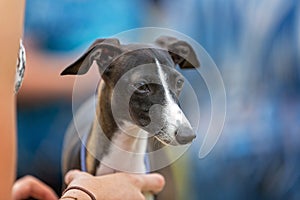 A Whippet Pup Being Judged At A Country Show