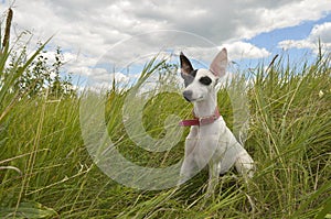 Whippet puppy II