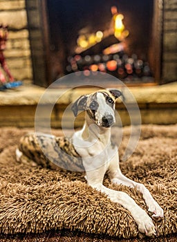 A whippet puppy laying down in front of a fireplace