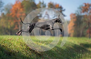 Whippet Reyna jumping in the park in autumn photo