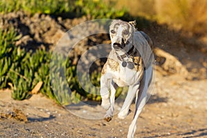 Whippet running