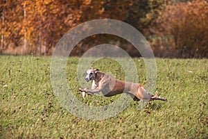 Whippet running in coursing field on lure coursing