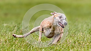 Whippet running in the field on lure coursing competition