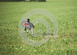 Whippet running with frisbie photo