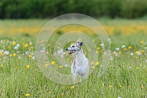 Whippet running in jacket coursing field on lure coursing