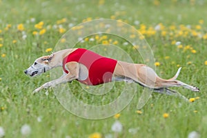 Whippet running in a red jacket coursing field on lure coursing