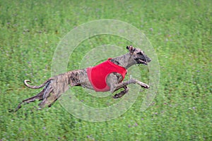 Whippet running in a red jacket coursing field on lure coursing