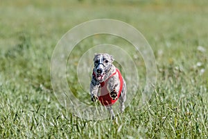 Whippet running in a red jacket coursing field on lure coursing