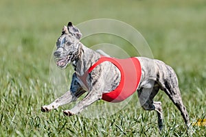 Whippet running in a red jacket coursing field on lure coursing