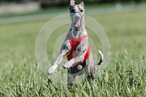 Whippet running in a red jacket coursing field on lure coursing