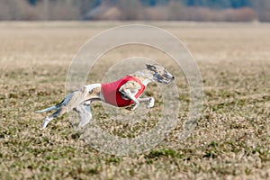 Whippet running in a red jacket coursing field on lure coursing