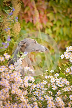 Whippet is sitting in flowers.