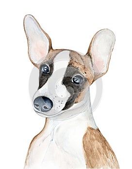 Whippet snap dog puppy character portrait with big funny ears.