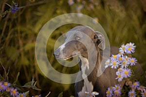 Whippet is standing in flowers.