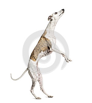 Whippet standing on hind legs looking up on white background