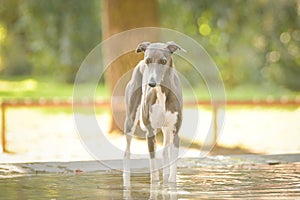 Whippet is standing in water.